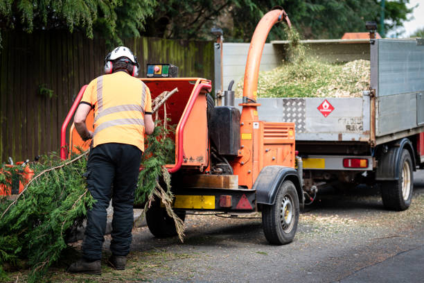 The Steps Involved in Our Tree Care Process in Wakefield, VA